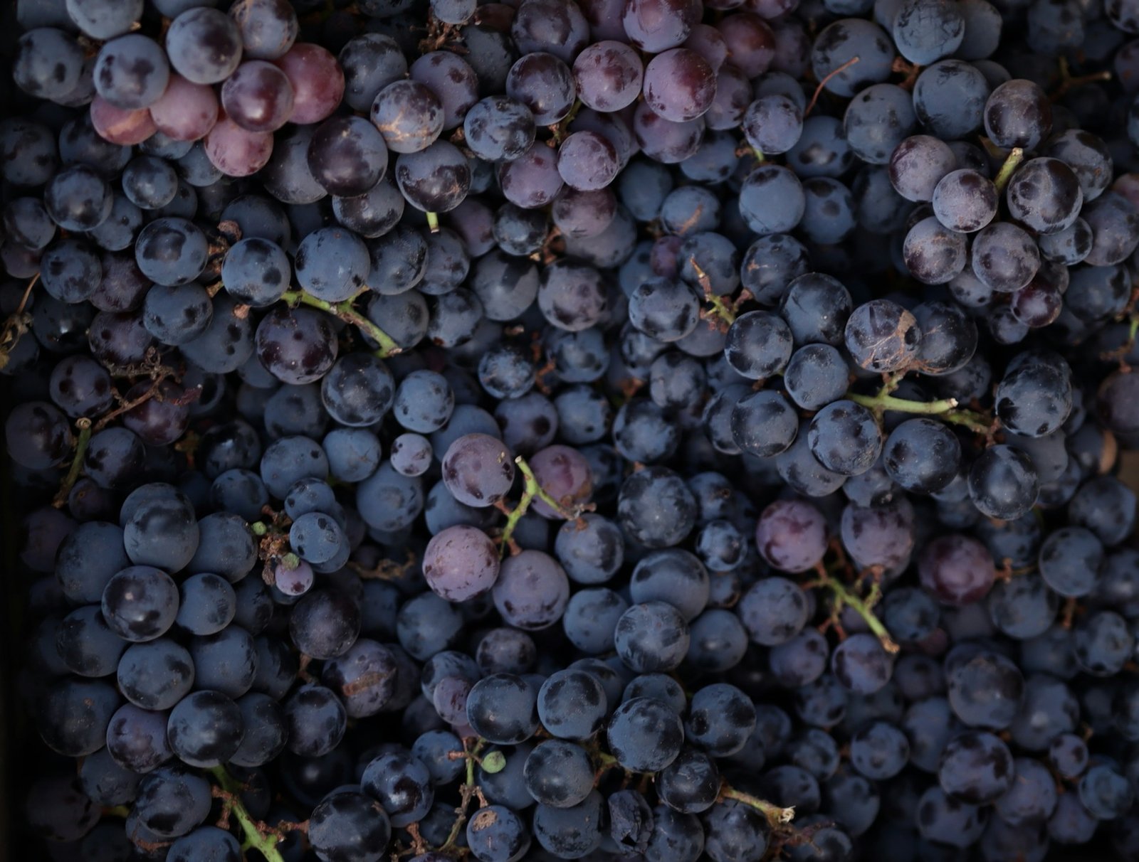 Wine Experience Premium